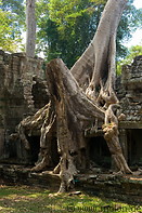 06 Tree overgrowing temple ruins
