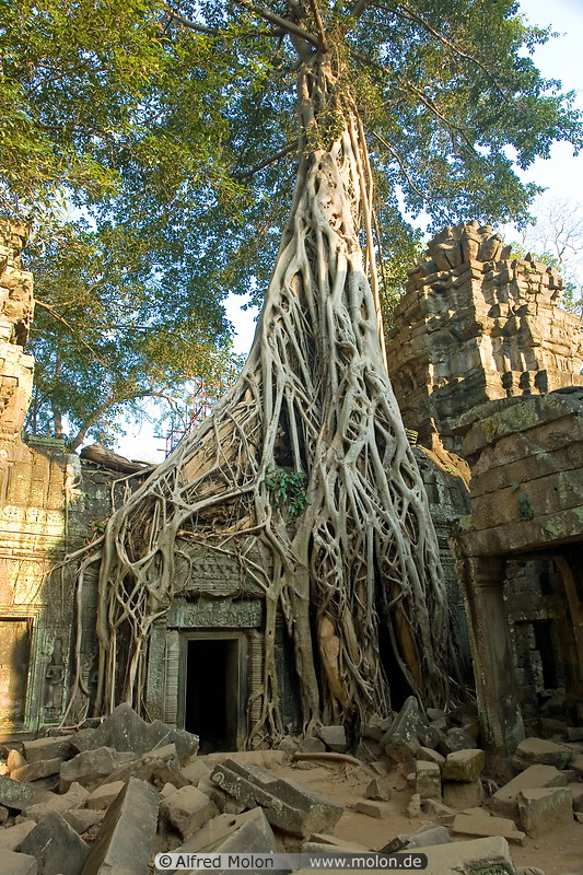 08 Tree overgrowing temple ruins in December 2006