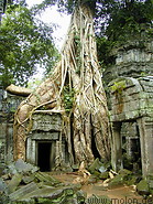 07 Tree overgrowing temple ruins in September 2000