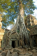 08 Tree overgrowing temple ruins in December 2006