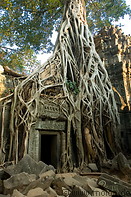 10 Tree overgrowing temple ruins in December 2006