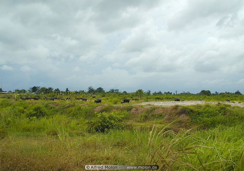 08 Plains with water buffaloes in the rainy season
