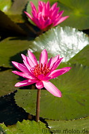02 Pink water lilies