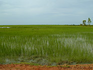 11 Wet rice field