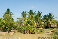 13 Palm trees and irrigation channel
