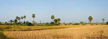 23 Plains and dry rice fields