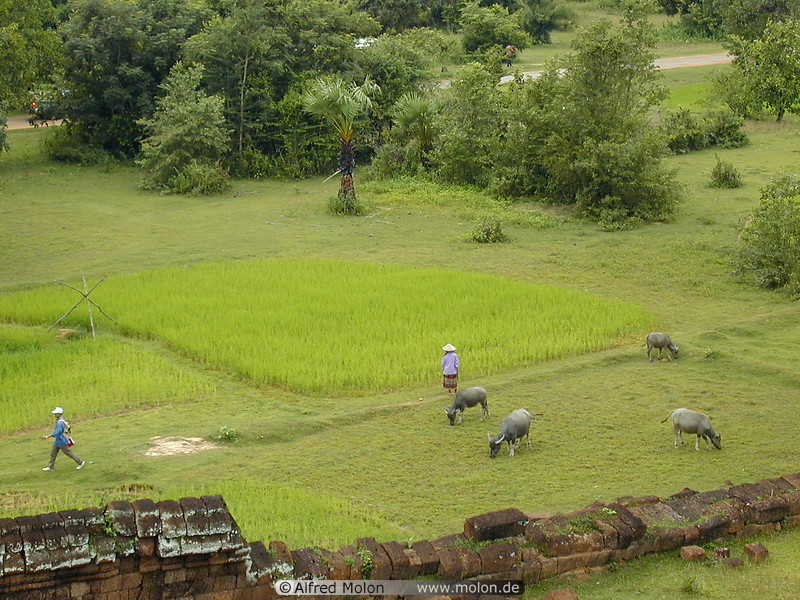 55 Rice field near Angkor Wat