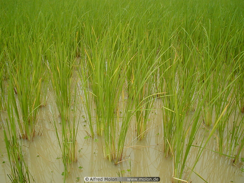 57 Rice field