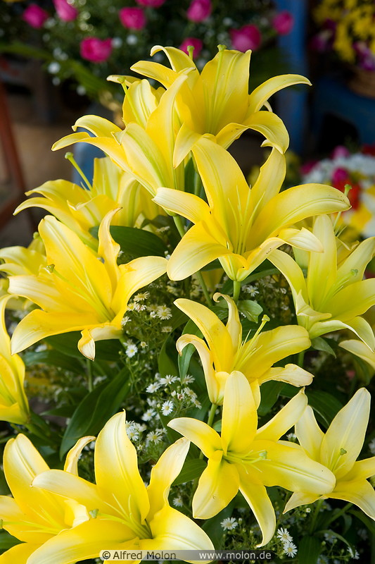 06 Yellow flowers