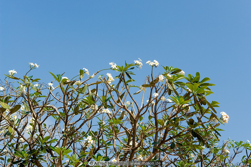 19 Tree with white flowers