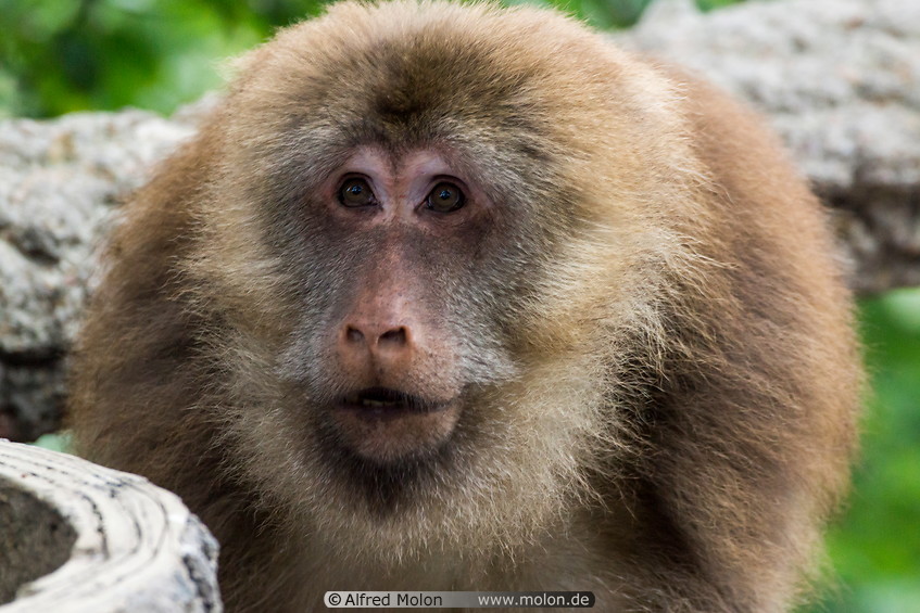 15 Tibetan macaque monkey