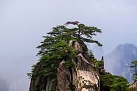 05 Pine trees on rock formation