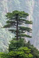 08 Pine tree
