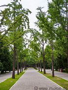 22 Tree line street in Earth Temple complex