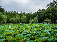38 Ritan temple lotus lake