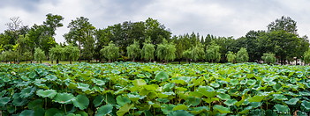 39 Temple of Sun lotus lake