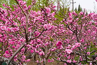 16 Cherry blossoms
