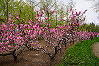18 Cherry blossoms