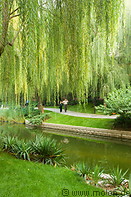 05 Channel and weeping willow tree