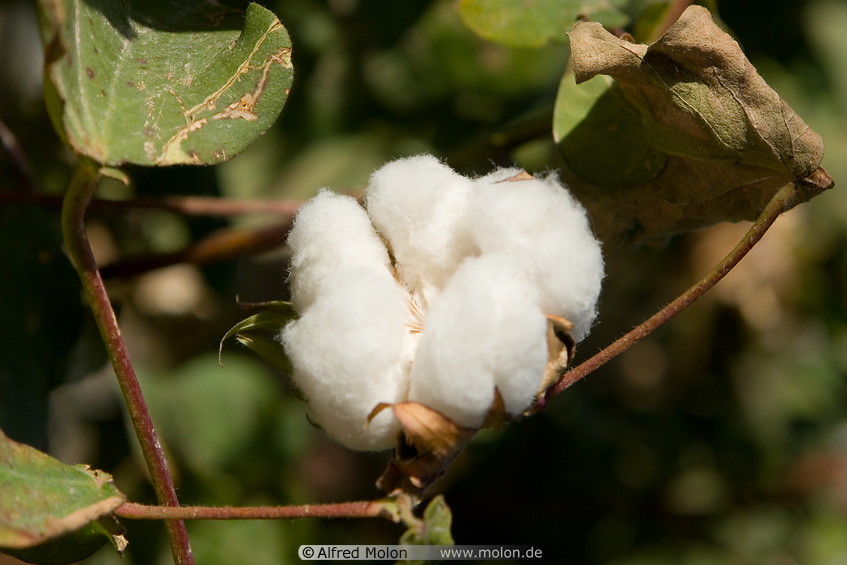 07 Open cotton boll