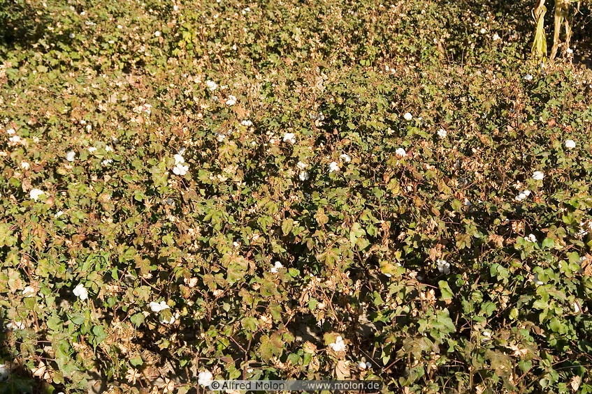 15 Cotton plants field