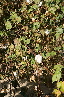 11 Cotton plants with bolls