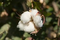 13 Open cotton boll