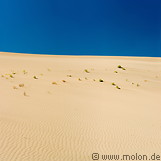 07 Plants growing on sand dune