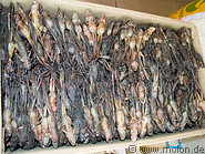 18 Dried frogs