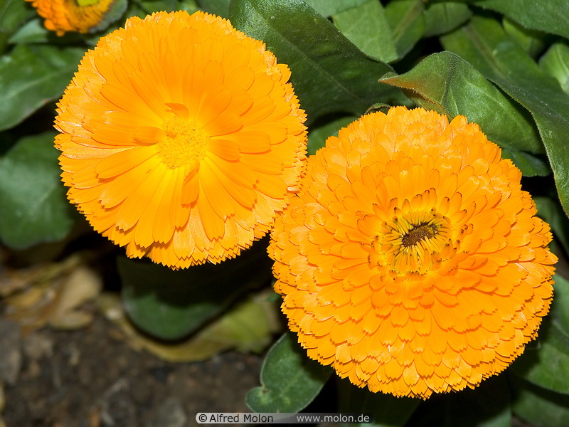 10 Orange flowers