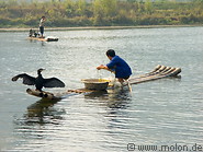 Cormorant fishing photo gallery  - 10 pictures of Cormorant fishing