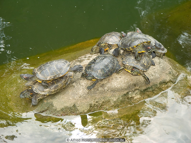 03 Turtles