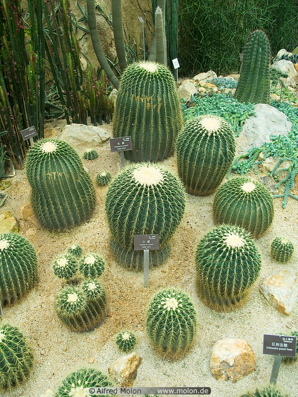 06 Echinocactus grusonii cactus