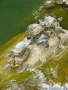 02 Turtles