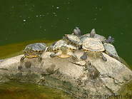 04 Turtles
