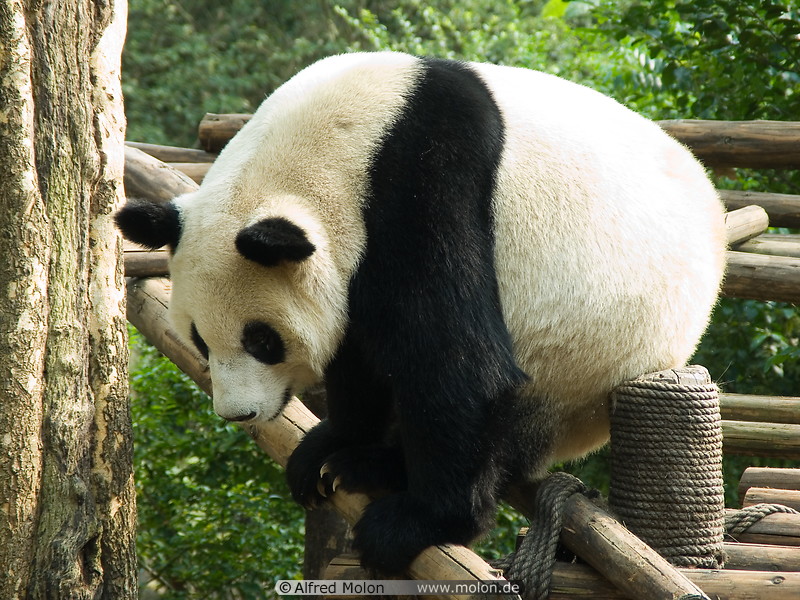 02 Giant panda