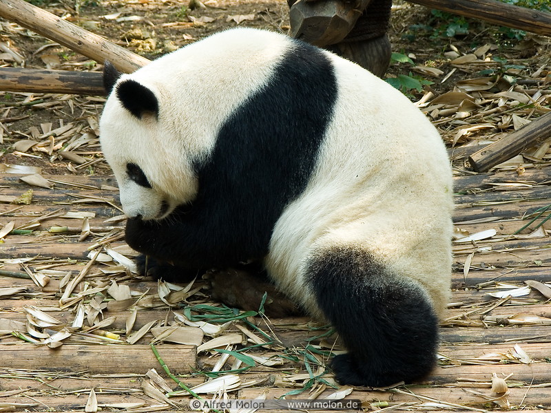 03 Giant panda