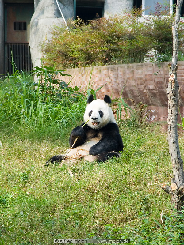 08 Giant panda