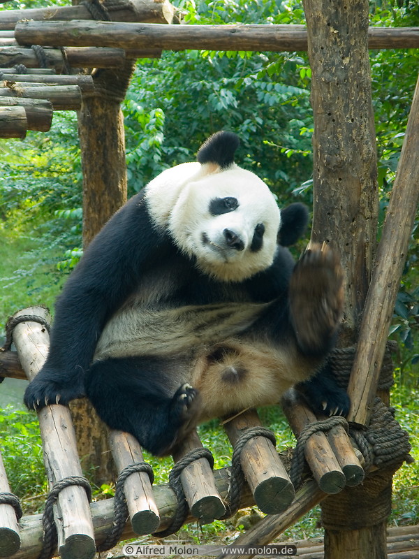 09 Giant panda