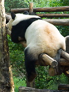 05 Giant panda relaxing on wooden poles