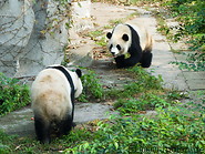 06 Panda cubs