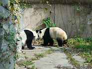 07 Panda cubs