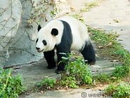 10 Giant panda