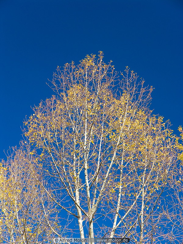04 Yellow tree and sky