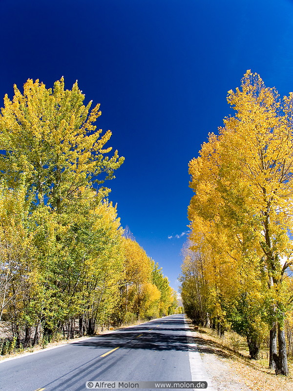 05 Road lined with yellow trees