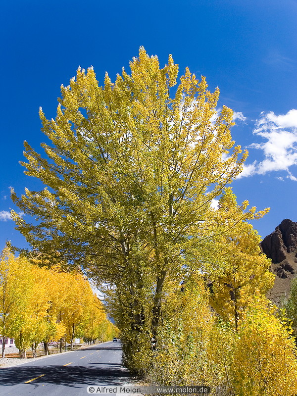 07 Road lined with yellow trees