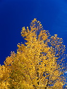 06 Yellow trees and sky