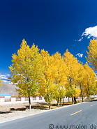 08 Road lined with yellow trees
