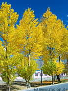 09 Yellow trees and sky