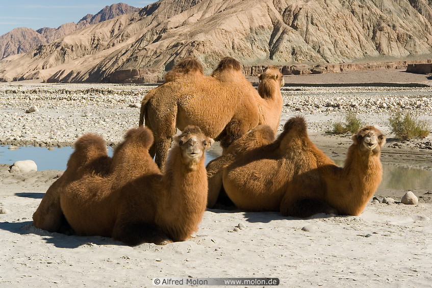 08 Camels
